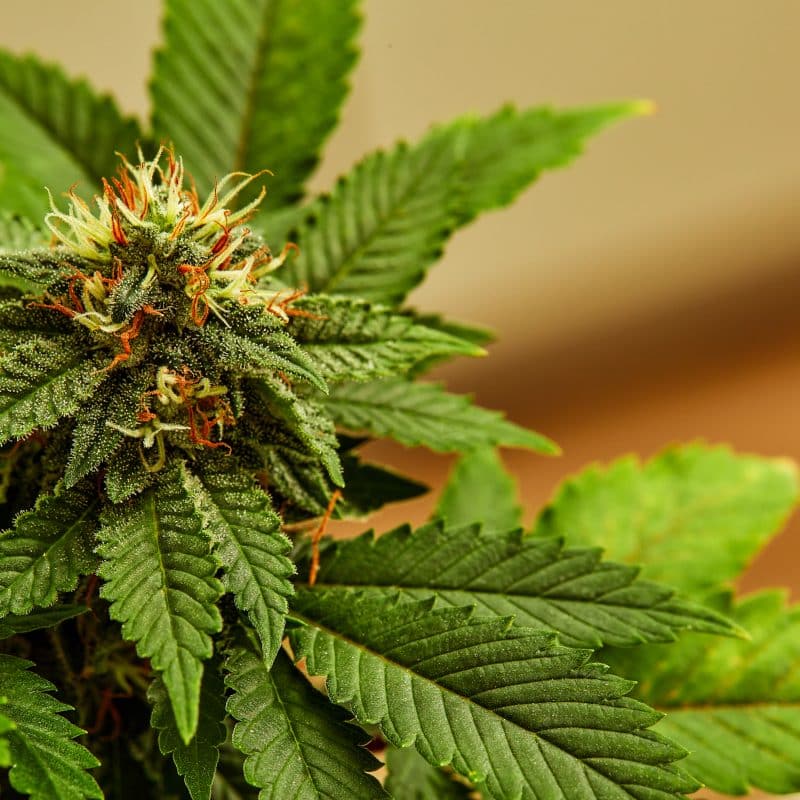 Cannabis