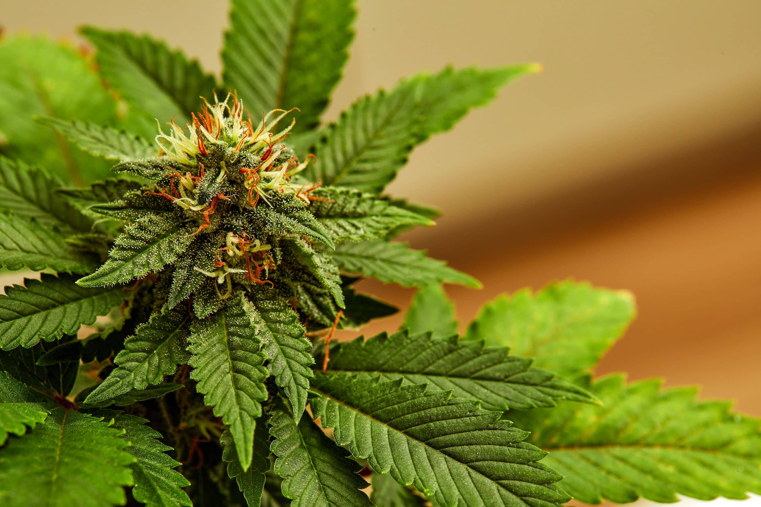 Cannabis Policy Is Evolving. Is Your Workplace Prepared?